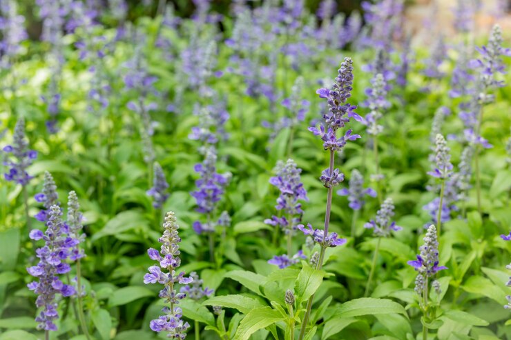 Comfrey Herb