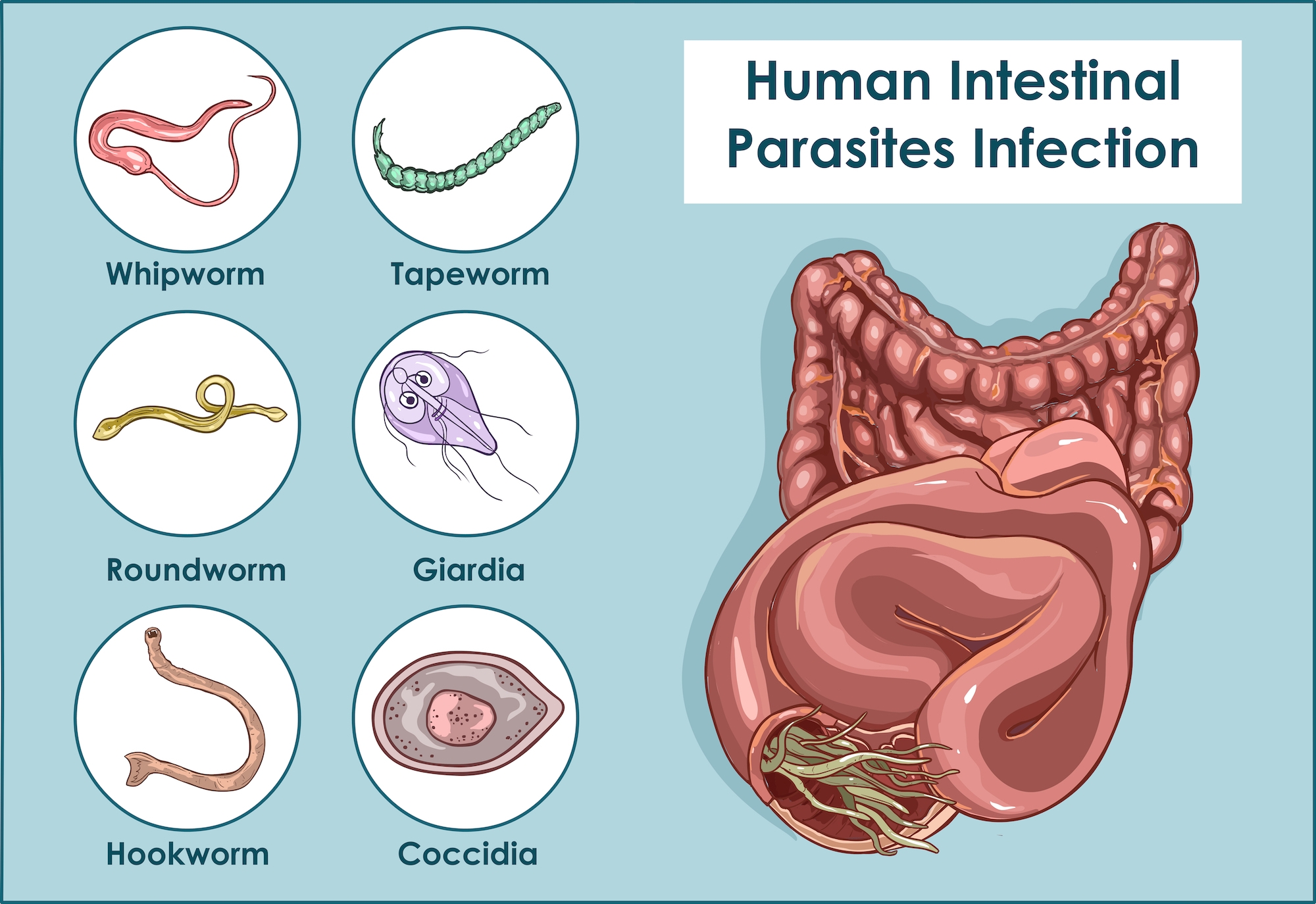 Ivermectin: A Human Parasite Infection Treatment