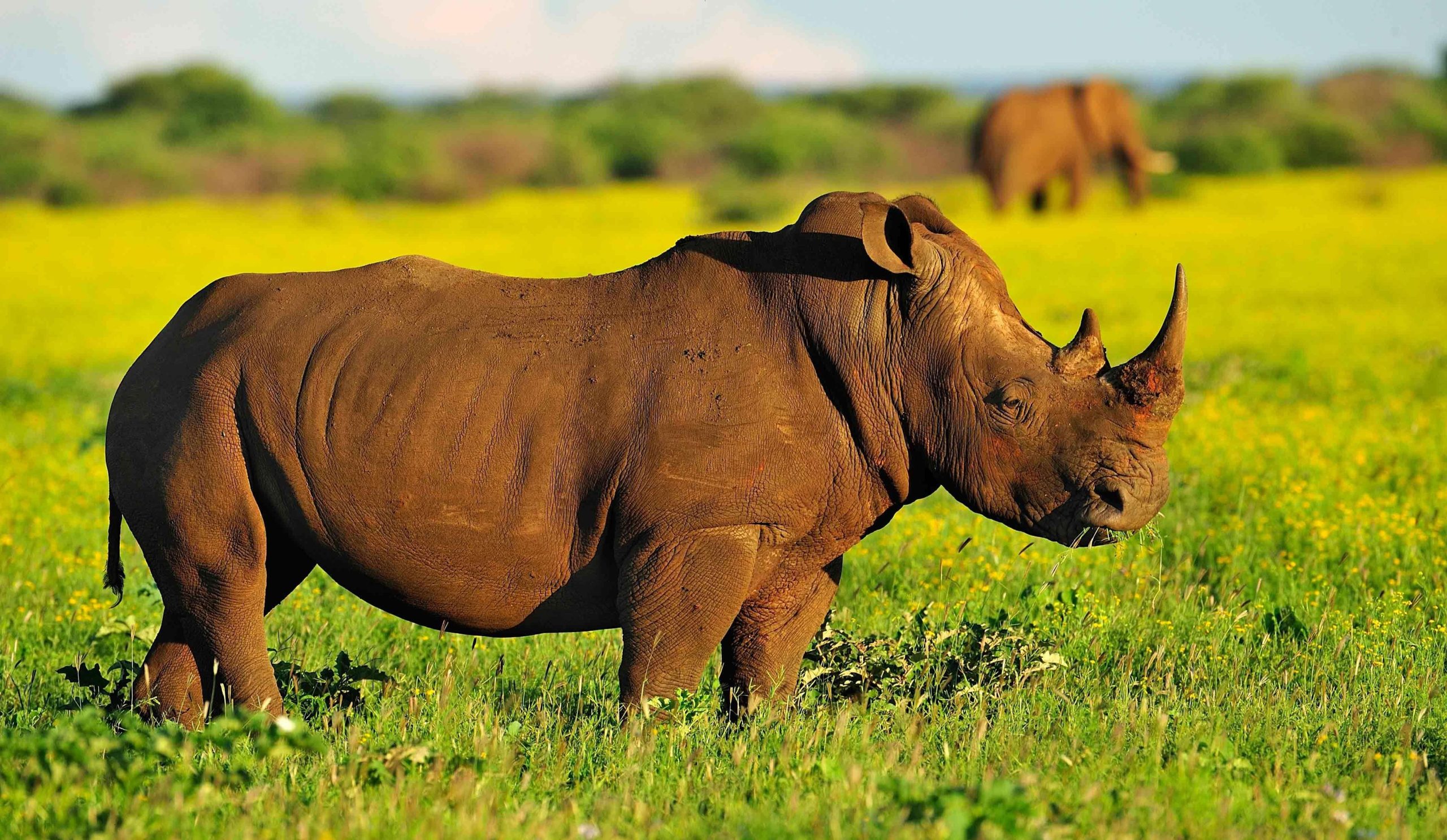 Save The Rhinos